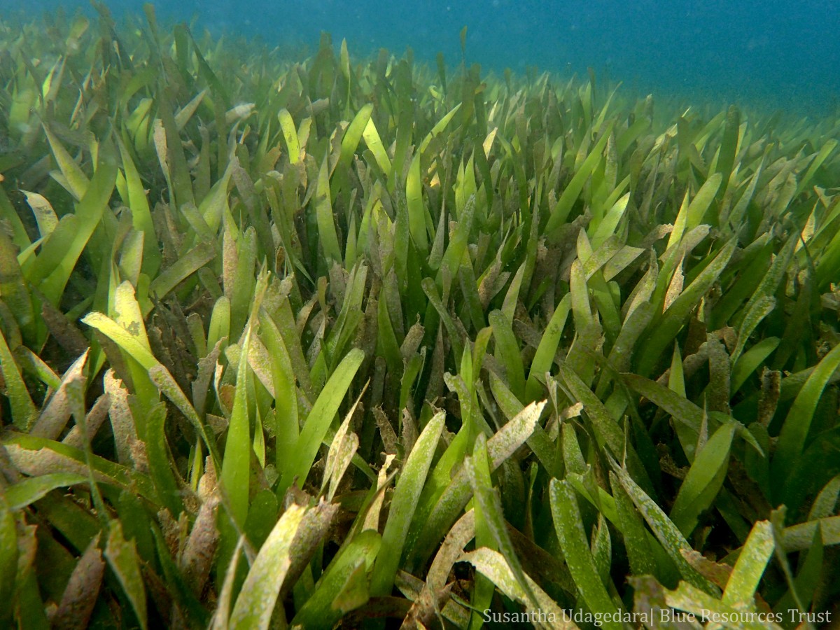 Oceana serrulata (R.Br.) Byng & Christenh.